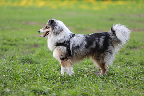 istock Blue Merle Shetland Sheepdog standing and watching. 1343841072