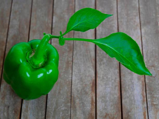 Pepper