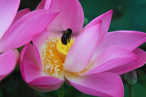 Closeup of pink lotus flower with bugs in the pond. Black bug on carpellary receptacle of Lotus flowers.