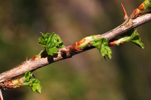 istock Spring Leaves gooseberry closeup 1343843565