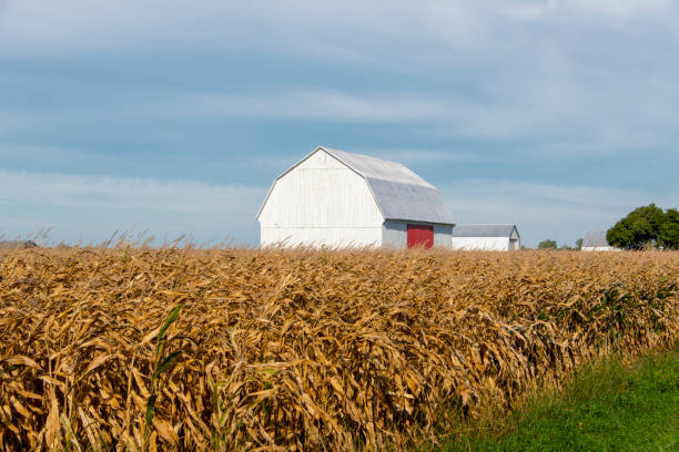 istock Old barn in agriculture region 1343843575
