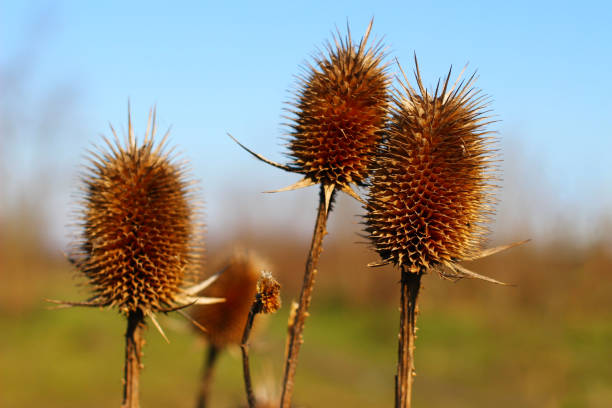 istock The old thistle plant is close-up 1343844168