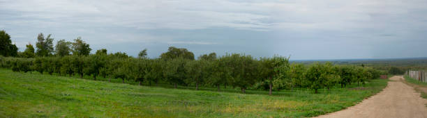 istock Panoramic view of an apple orchard 1343844263
