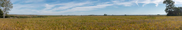 istock Panoramic view of soybean field 1343844308