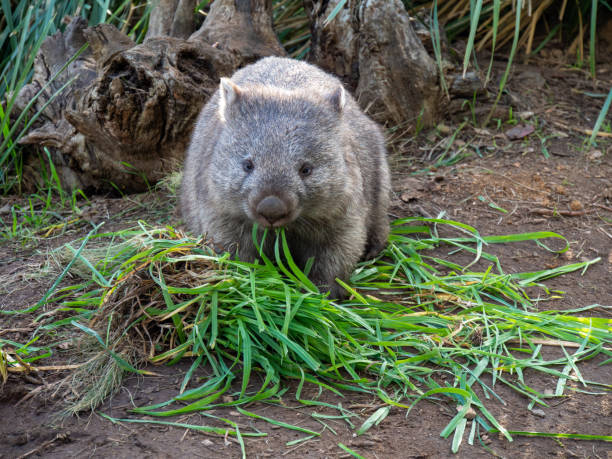 istock A wombat eating glass 1343844334