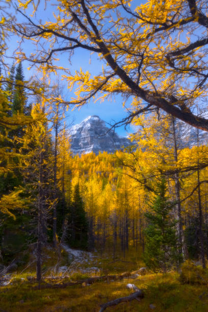 Larch Valley A beautiful fall morning in famous Larch Valley. Banff National Park. Alberta . Canada. larch tree stock pictures, royalty-free photos & images