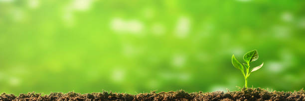 istock Green seedling growing on the ground in the rain 1343846799