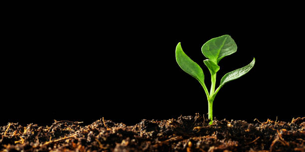 istock a Green seedling growing on the ground in the rain 1343846895