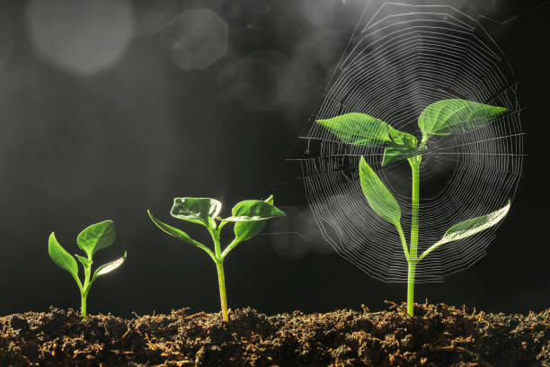istock Green seedling growing on the ground in the rain 1343846987