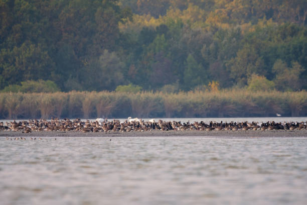 istock Flock of birds on the lake 1343850221