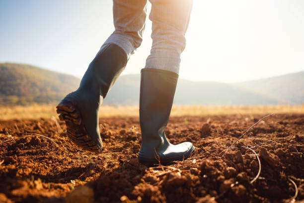 An unrecognizable farmer walking down the field in his rubber boots stock photo
