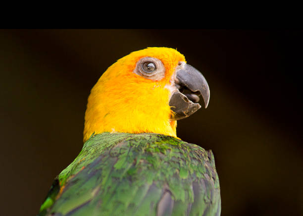 istock green and yellow parrot looking at camera 1343851312