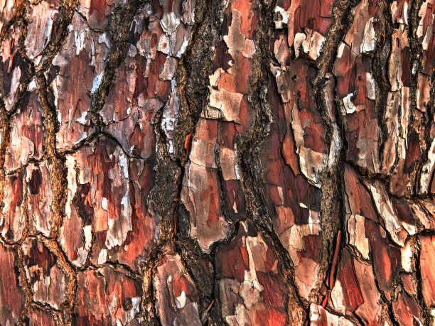 corteza de árbol de cerca como fondo - lumber industry timber tree redwood fotografías e imágenes de stock