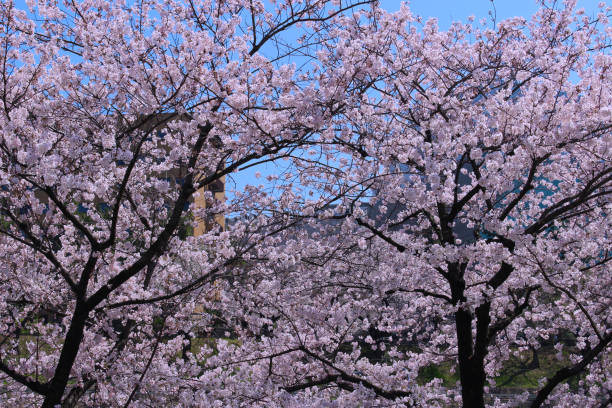 istock Cherry blossoms in full bloom and a clear blue sky 1343852650