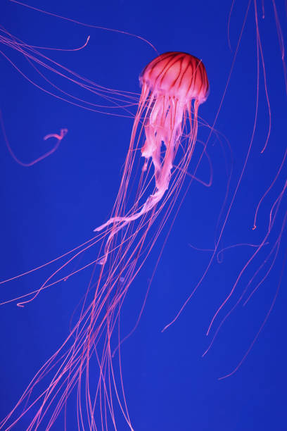 istock Bright pink jellyfish on a dark blue background. 1343854561