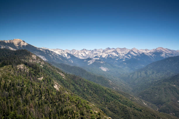 Sequoia national park landscape stock photo