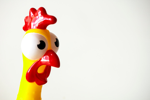 Surprised rubber chicken, chicken head close up isolated on white