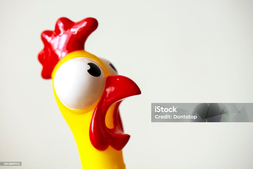 Surprised rubber chicken head close up isolated on white Surprised rubber chicken, chicken head close up isolated on white Humor Stock Photo