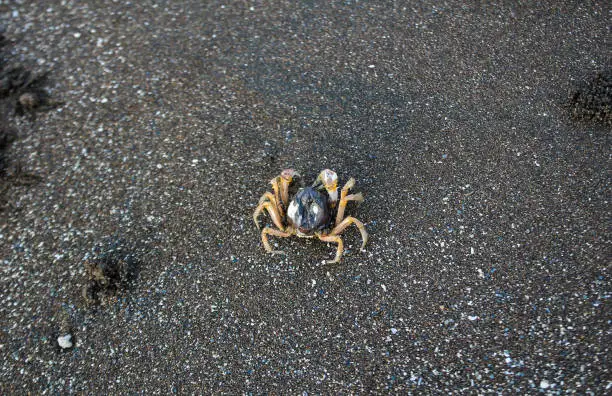 Photo of Dead crab on the beach in the photo from above