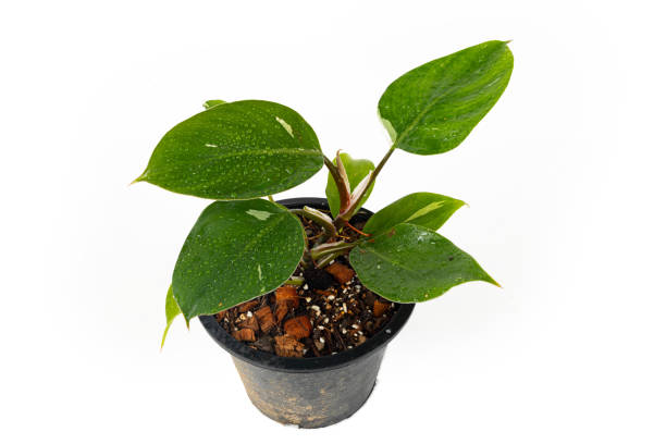 istock Monstera Adansonii or Philodendron selloum 1343859835