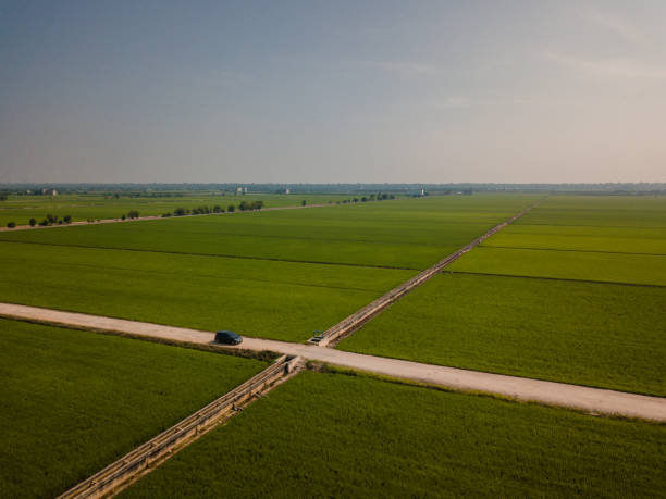 Sekinchan Sawah Padi