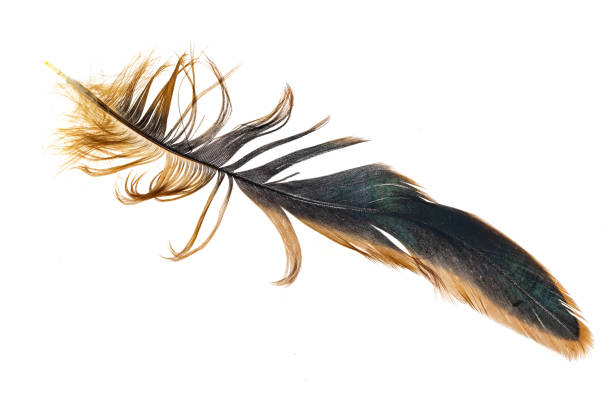 istock black and brown feathers of a rooster on a white isolated background 1343863455