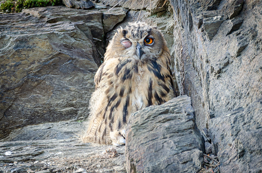 A young eagle owl sits tired in a rock in a quarry in Taunusstein
