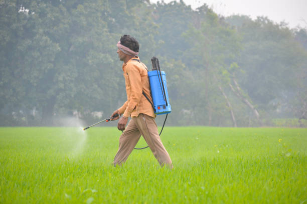 istock Indian farmer spraying fertilizer in his wheat field 1343865872
