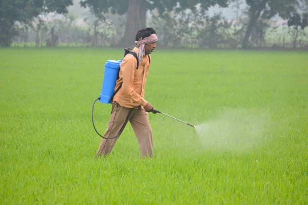 istock Indian farmer spraying fertilizer in his wheat field 1343865977