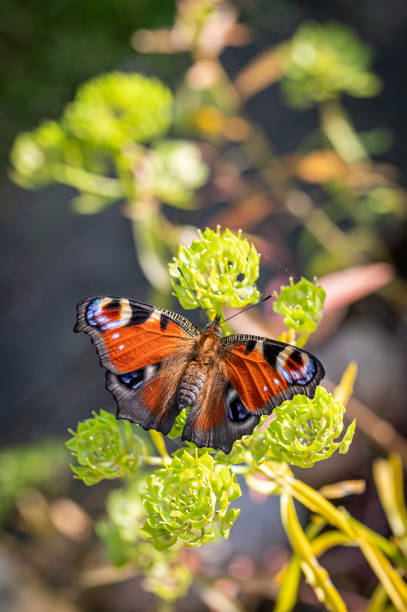 Peacock butterfly after eclosion, hanging upside down to dry out and straighten wings and rolling proboscis Peacock butterfly after eclosion, rolling proboscis and hanging upside down to dry out and straighten wings peacock butterfly stock pictures, royalty-free photos & images