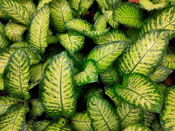 istock abstract backdrop or fresh green leaves texture background, monsoon mood 1343866410
