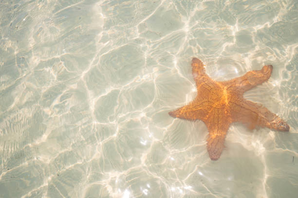 Starfish in shallow ocean waters of the Caribbean Sea, Holbox Island, Yucatan, Mexico