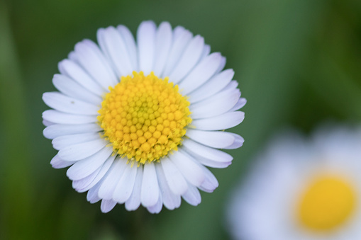 Daisies on foreground and background