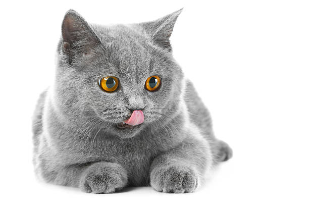 영국 블루 고양이 새끼 on 격리됨에 인명별 스톡 사진