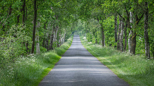 green avenue near fintel in the lüneburg heath - forest road nature birch tree imagens e fotografias de stock