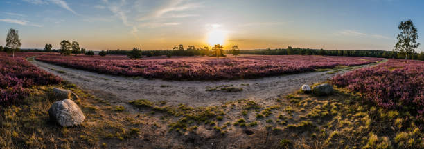 Panorama Lüneburg Heath in the morning Hiking trail through blooming heath at sunrise in the Lüneburg Heath lüneburg heath stock pictures, royalty-free photos & images
