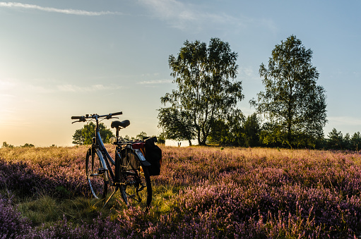 Cycling in the Lüneburg Heath in summer
