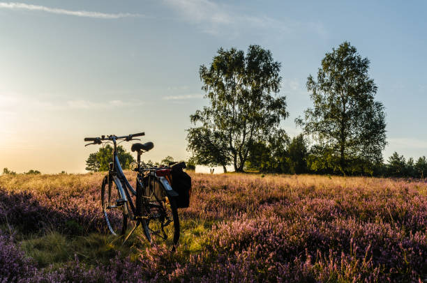 Cycling in the Lüneburg Heath in summer A bicycle stands at sunrise in the blooming heather in the Lüneburg Heath lower saxony photos stock pictures, royalty-free photos & images