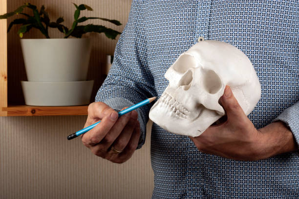 Midsection of a man explaining something with a model of human skull in hands stock photo