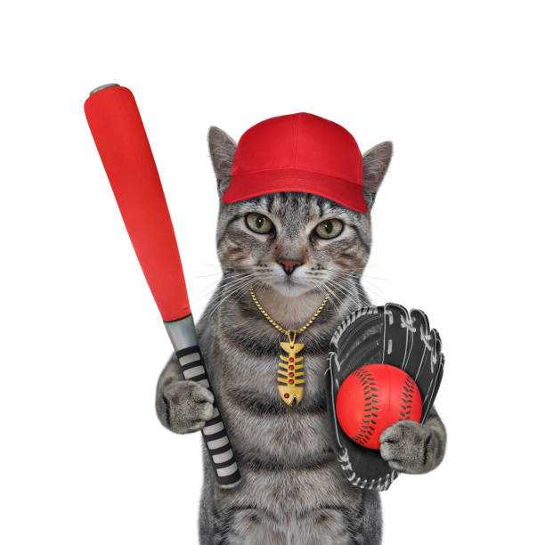 istock Cat gray baseball player holds red bat 1343872518