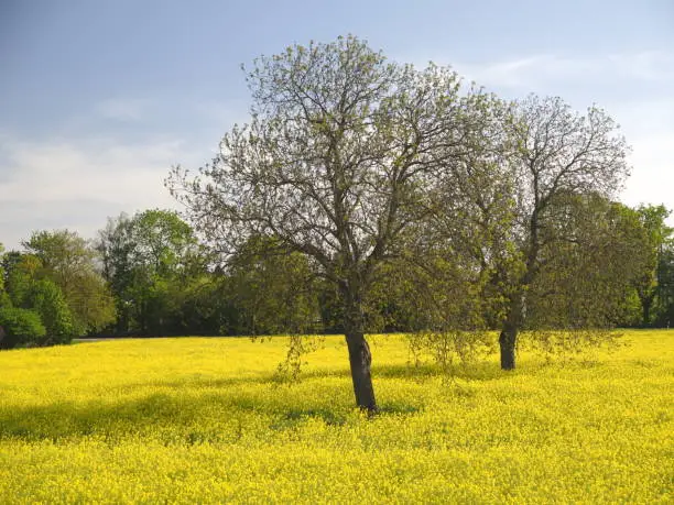 A Beautiful yellow rapeseedfield