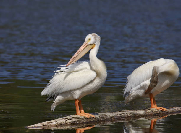 istock Two American White Pelicans preening 1343872623