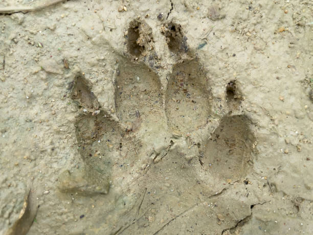 siguiendo las huellas de los cazadores. - sand footprint track following fotografías e imágenes de stock