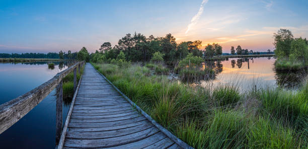 Pietzmoor in Schneverdingen in the morning Hiking trail on a wooden footbridge in pietzmoor at dawn just before sunrise lüneburg heath stock pictures, royalty-free photos & images