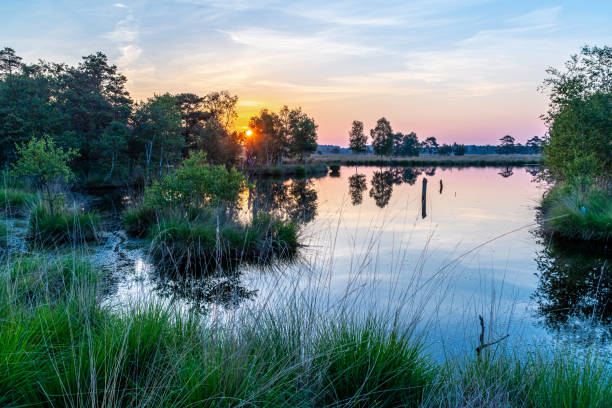 Pietzmoor in Schneverdingen in the morning View of the Pietzmoor in the Lüneburg Heath shortly before sunrise lüneburg heath stock pictures, royalty-free photos & images