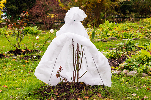 Comfortable shelter of a rose from northern frosts with a breathable woven material.