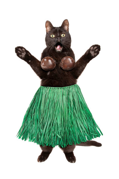 Black Cat in Grass Skirt and Coconut Bra A full body image of a black cat standing on his back feet with his paw out and a shocked expression on his face. as he wears a grass skirt and a coconut bra. traditional song stock pictures, royalty-free photos & images