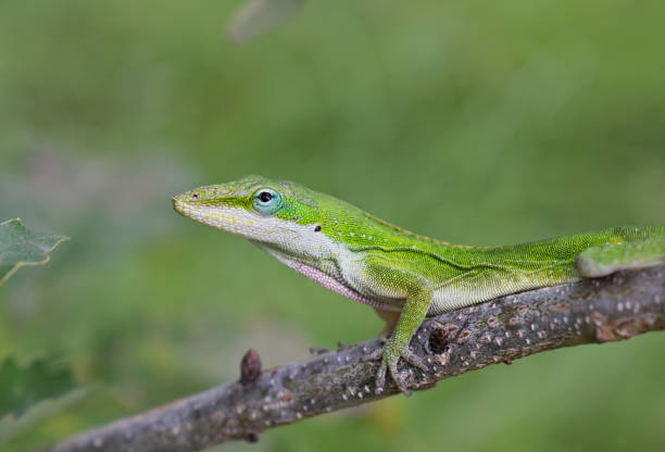 Carolina anole lizard (Anolis carolinensis) climbing along a tree branch.