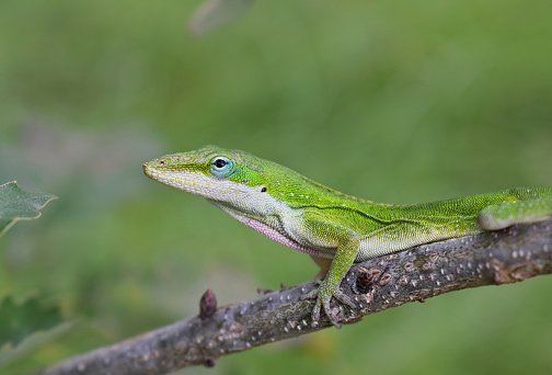 Carolina anole lizard (Anolis carolinensis) climbing along a tree branch in Houston, TX ventral view.