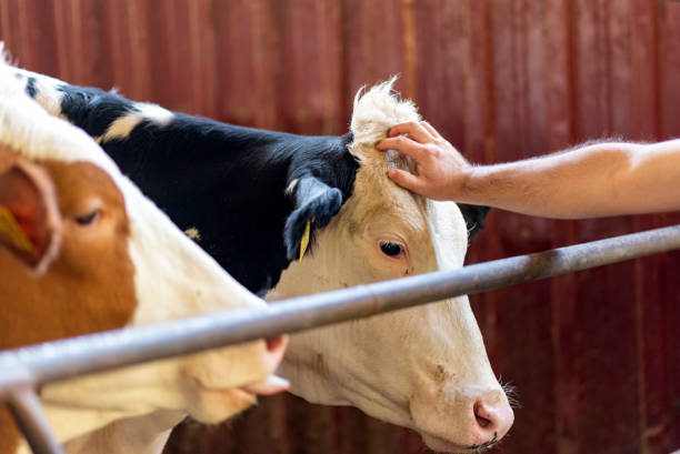 istock A man's hand stroking the face of a cow 1343878467